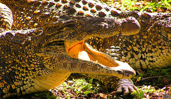 croc