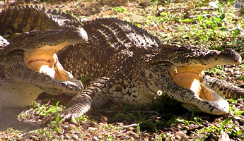 croc