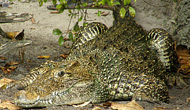 croc