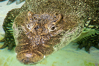 croc