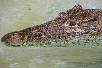 croc