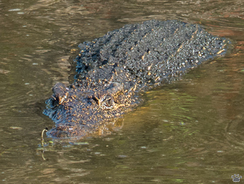 croc