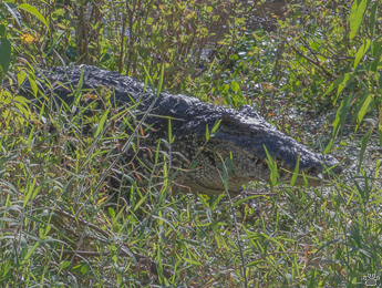croc