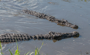 croc