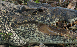 croc
