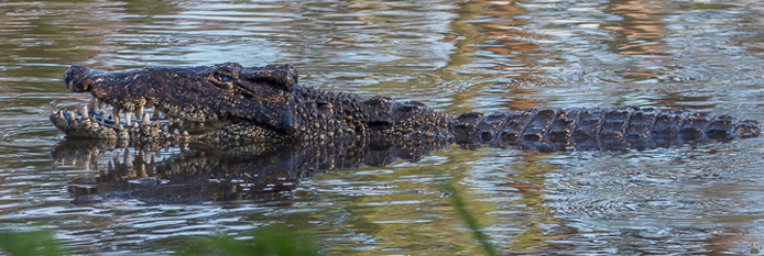 croc