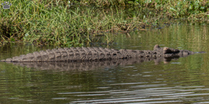 croc