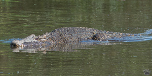 croc