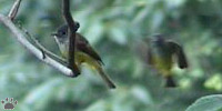 bird