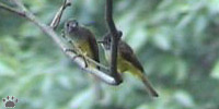 bird