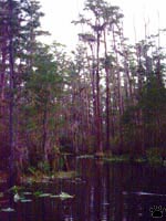 swamp