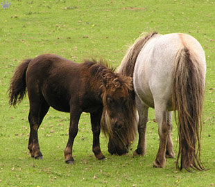pony