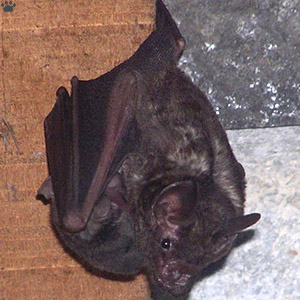 bat