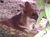 dhole