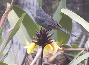 bird