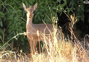 dikdik