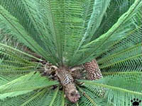 cycad