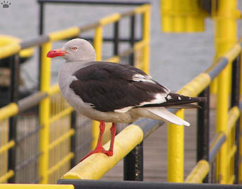 bird