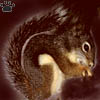 squirrel