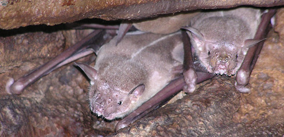 bats