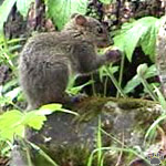 squirrel