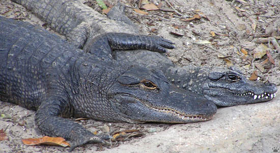 croc