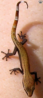 gecko