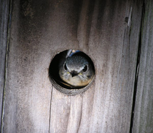 bird