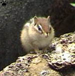 chipmunk