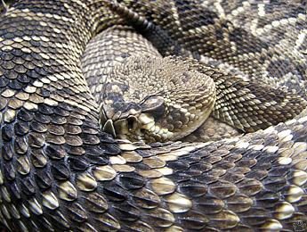 snake