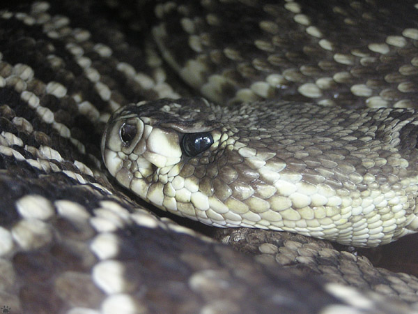 snake