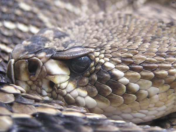 snake