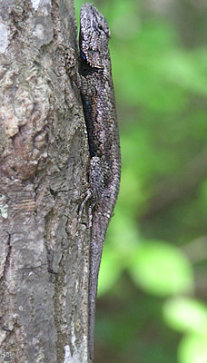 lizard