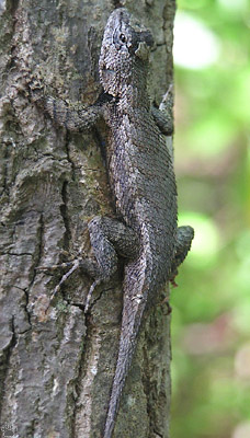 lizard