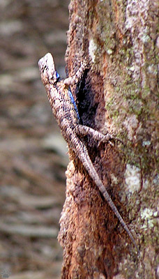 lizard
