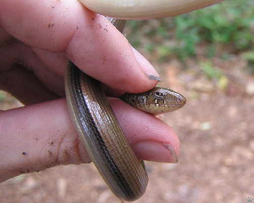 lizard