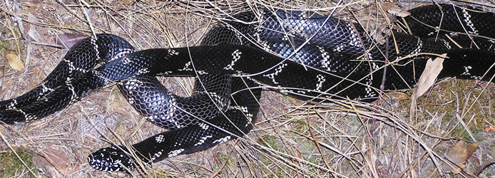 snakes