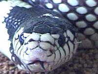 snake