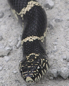 snake