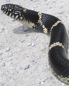 snake