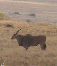 eland