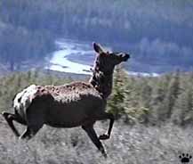 elk