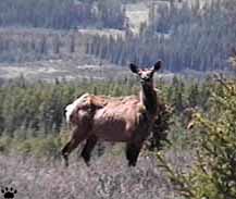 elk