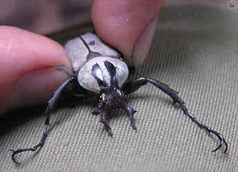 beetle