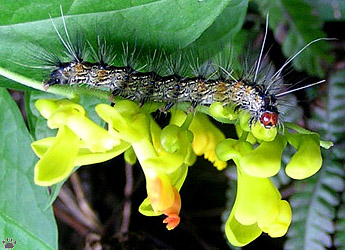 caterpillar