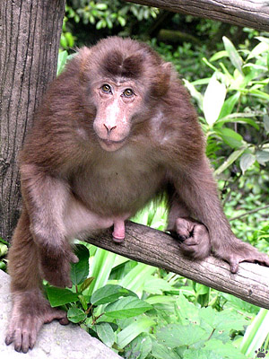 monkey