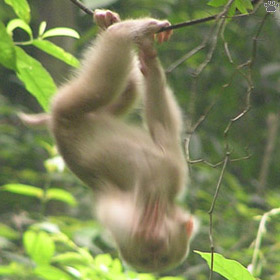 macaque