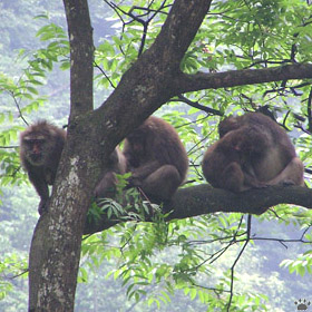 macaque