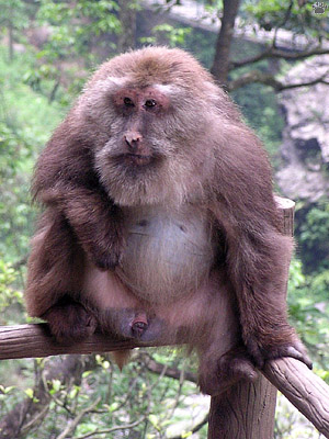 monkey