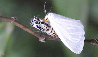 moth